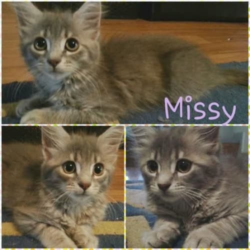 Missy