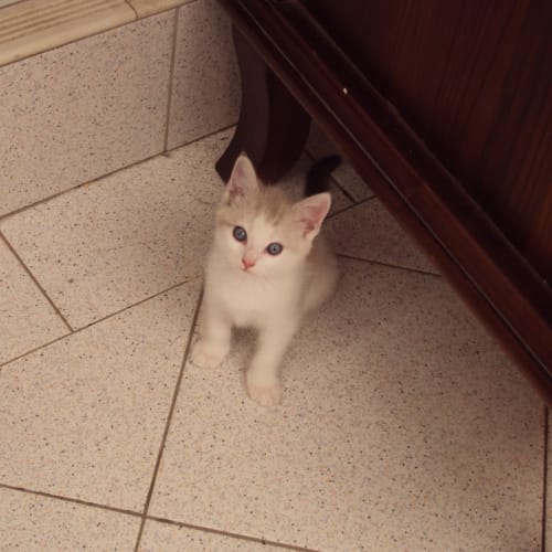 Peaches