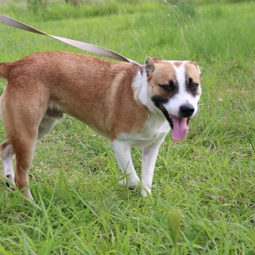 Caine (adoption pending)