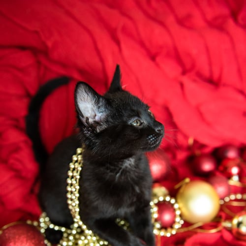 Eddie $100 Dec Only