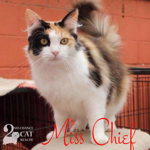 Miss Chief **2nd Chance Cat Rescue**
