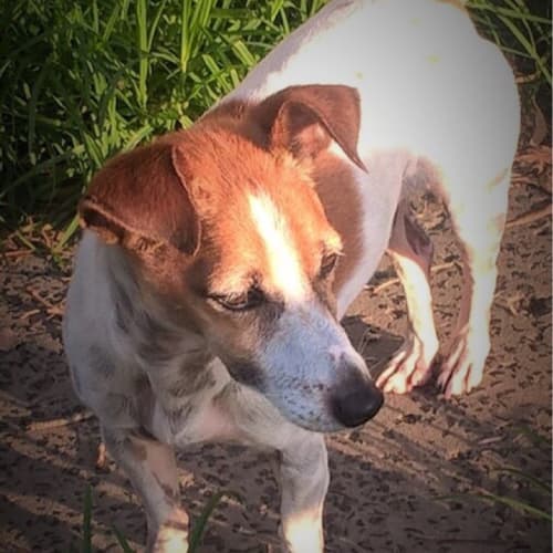 Buddy (Cat/Dog/Child Friendly)