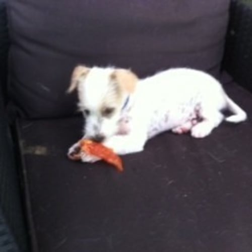Pop - * Adoption Pending! *