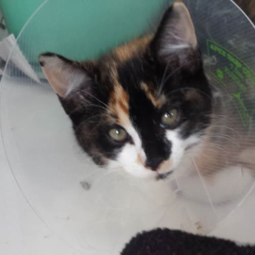 Kittens (on display at Vets on Parker)