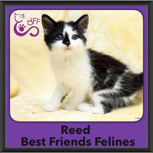Reed