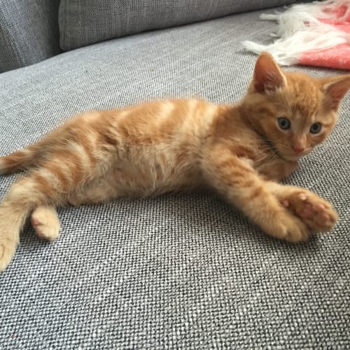 Peanut