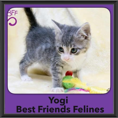 Yogi