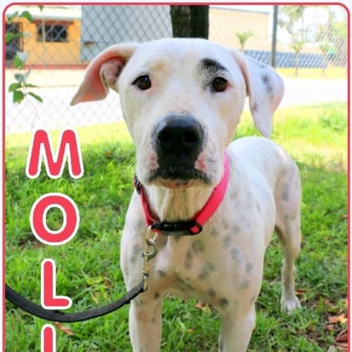Molly