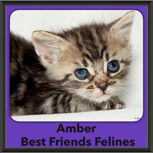 Amber 