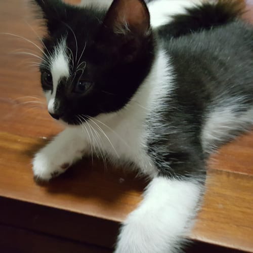 Neko