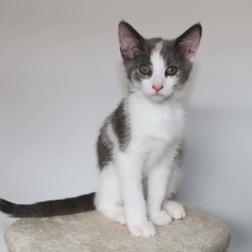 Lexi (Pre-Adoption Available)