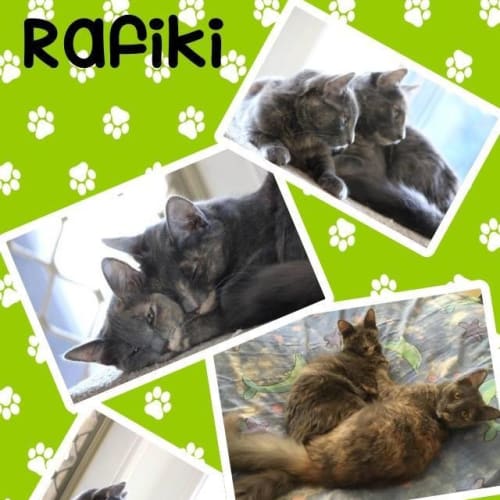 Rafiki & Sarabi