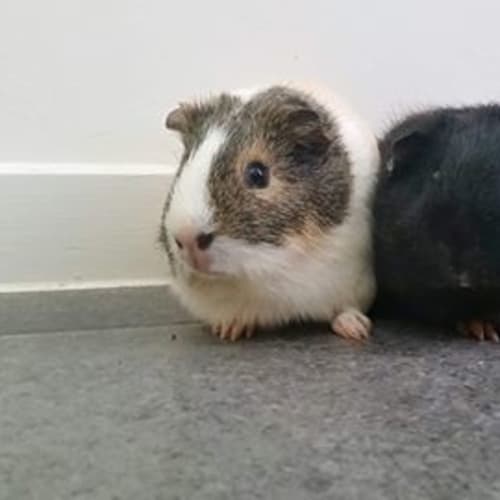 Polly and Bloom