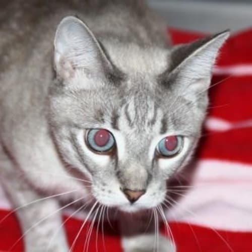 Kimba