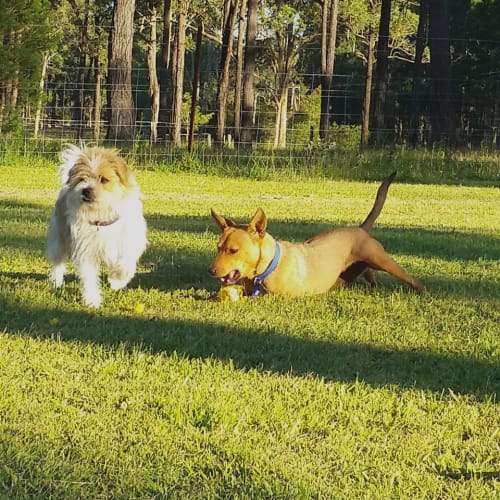 Coco ~ Friendly Kelpie X Staffy (On Trial 13/2/16)