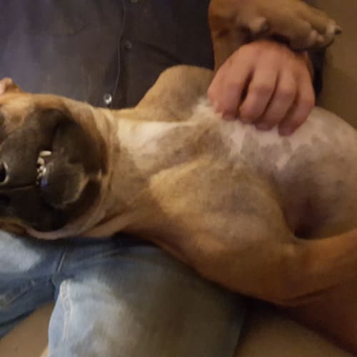 Moose (adoption pending)