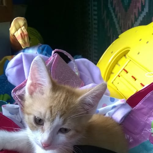 Loki