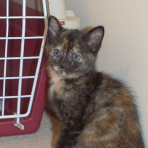 No photo for Lovebug Tiara Is Looking For Her Forever Home
