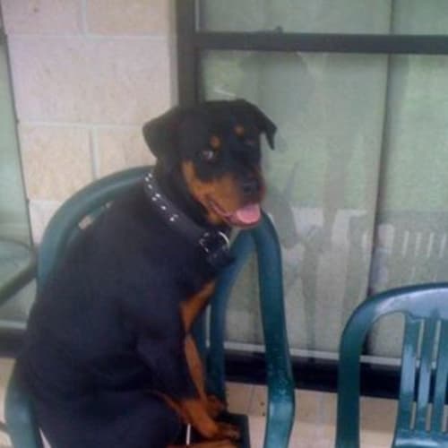 Imogen (adoption pending)