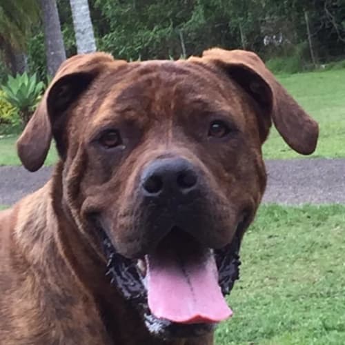 Scooby * Adoption Pending*