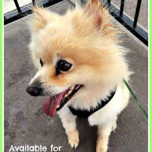 Shrek ~ Pomeranian On Trial 12/01/16