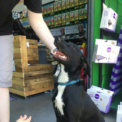 Riley (Claws n Paws Assisted Rehoming)
