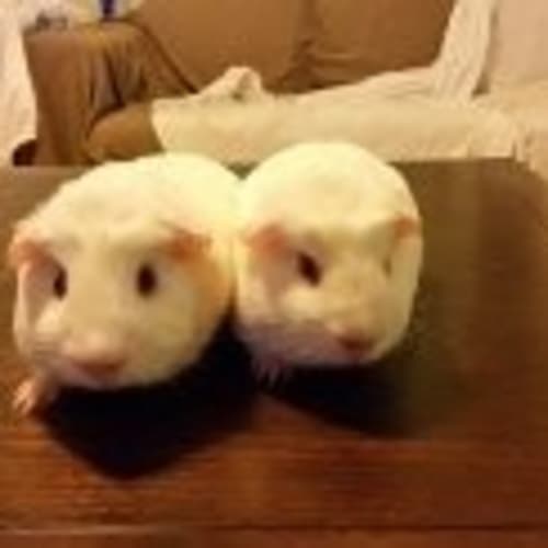 Bib and Bob