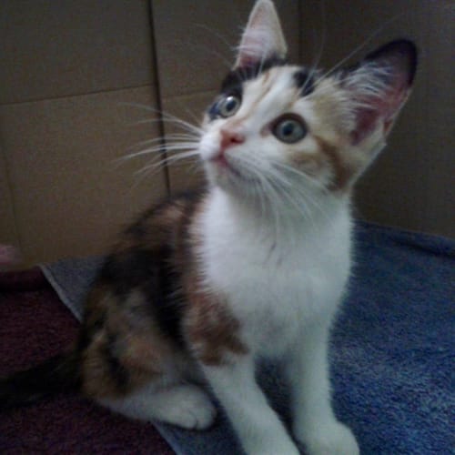 Milly