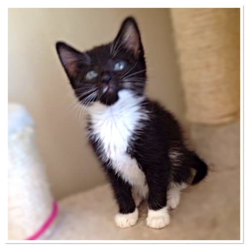 Lola (The Pet House, Tuggerah)