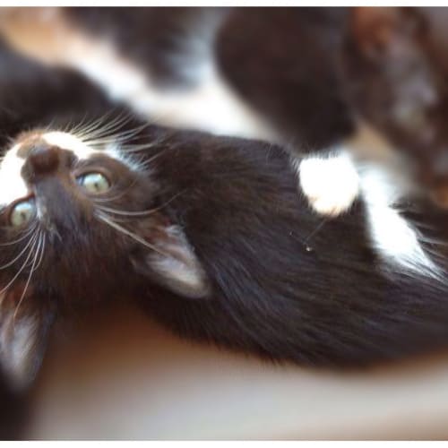 Lottie (The Pet House, Tuggerah)