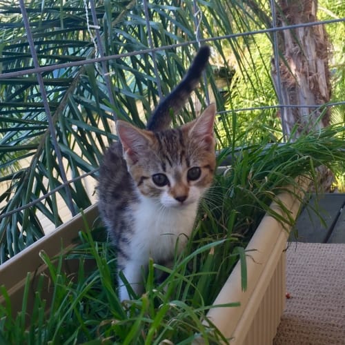 Tasha