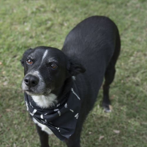 Devi * Adoption Pending *