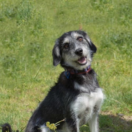 Jiang