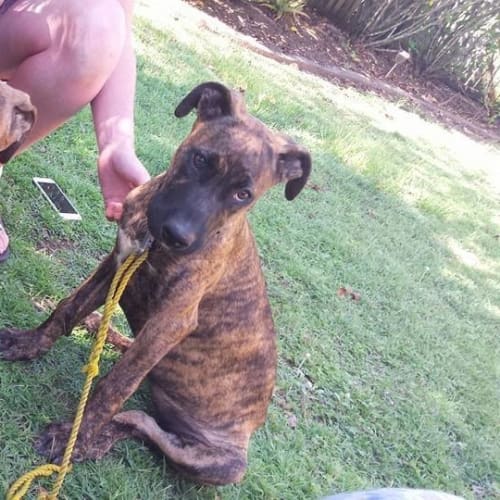 Nalah *Adoption Pending*