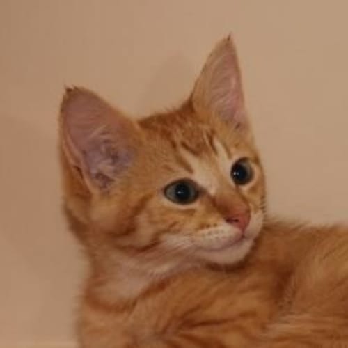 Tigger