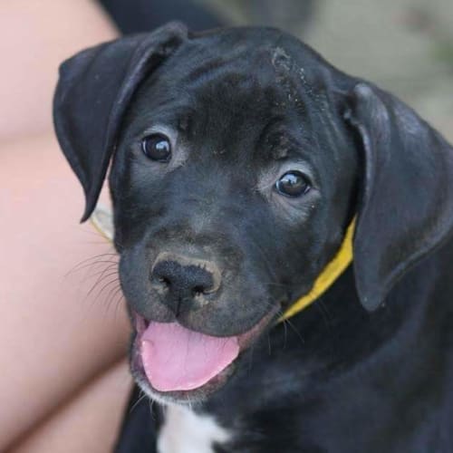 Litter of 6 female Great Dane x pups 