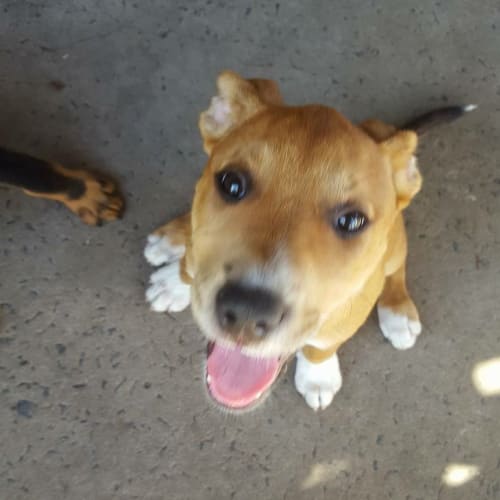 Phoenix (Child/Dog Exposure)