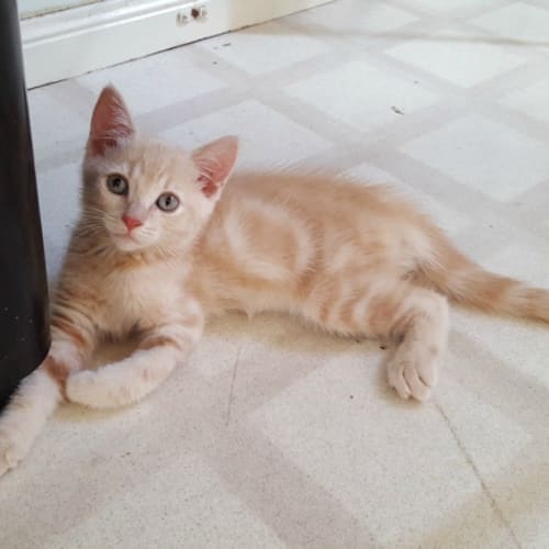 Archie