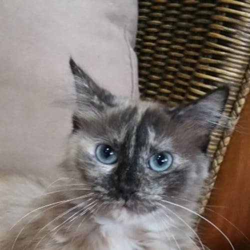 Mocha