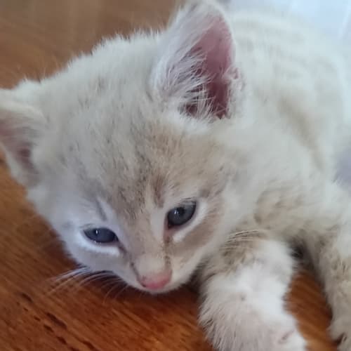 Benny