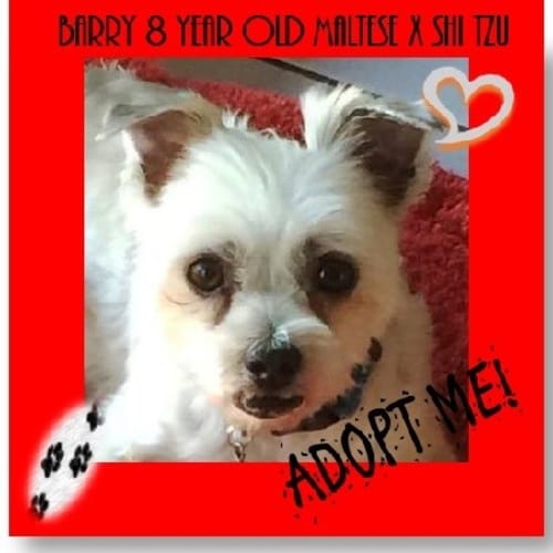 Barry: 8 year old Maltese x Silky (On trial 13/12 