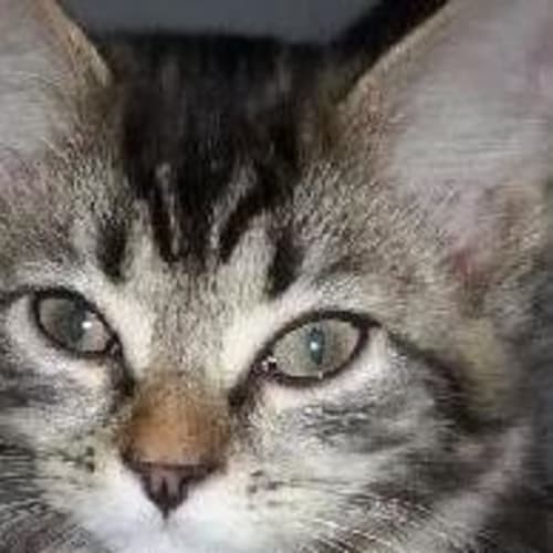 Tinka