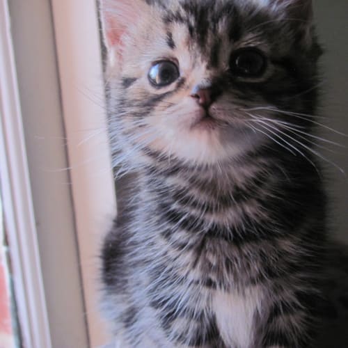 Cutie