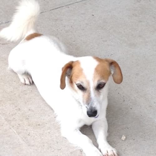 Maxie ~ Jack Russell Terrier x (trial 4/12/15)