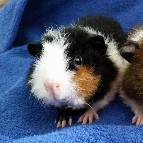 Pebbles and Freya