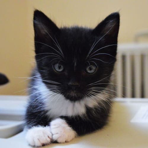 Lovebug Chino is Looking for a Home 