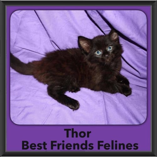 Thor