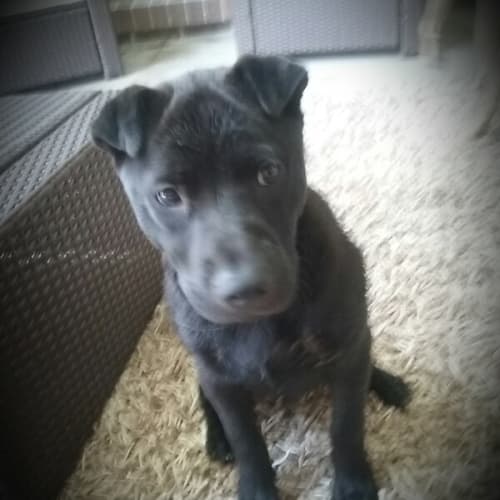 Jasper a beautiful puppy