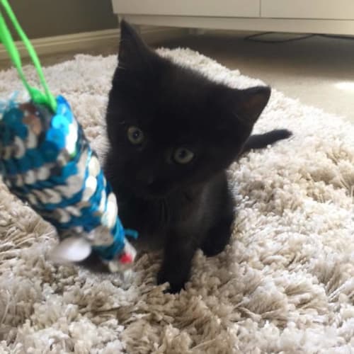 Phoebe: Charmed Litter