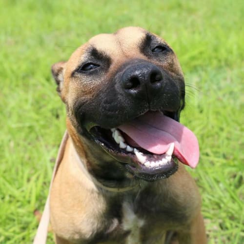 Taffy (adoption pending)